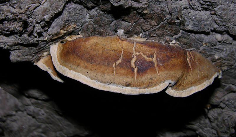 Da determinare  (Bjerkandera fumosa)